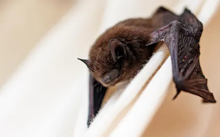 Study of bats - Picture credits: © iStock.com / fermate