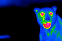 Thermal image of a lion