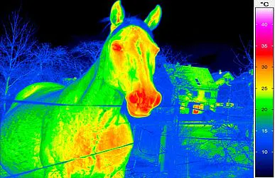 Thermography for Veterinary Medicine