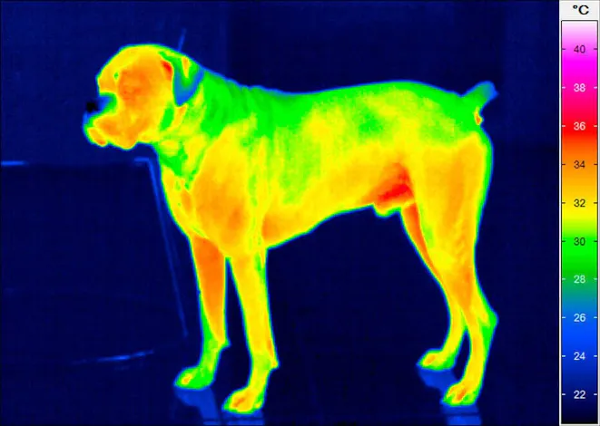 Thermografie-Aufnahme eines Hundes