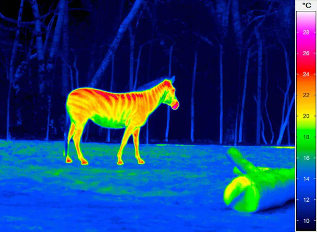 Untersuchung eines Zebras mittels Thermografie