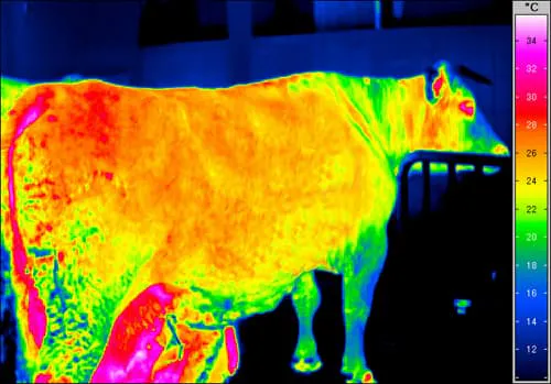 Thermografie-Aufnahme einer Kuh