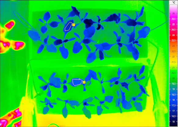 InfraTec: thermography in agriculture - thermogram of plants