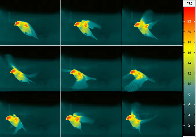 Thermal image of the flight of a bird