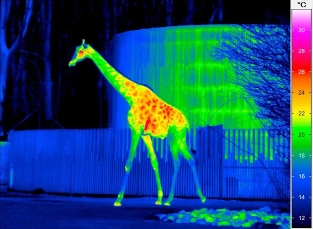 Thermal imaging of a giraffe