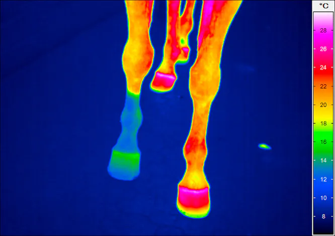 InfraTec: thermography in agriculture - animal husbandry