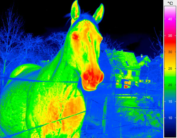 Thermal imaging of a horse